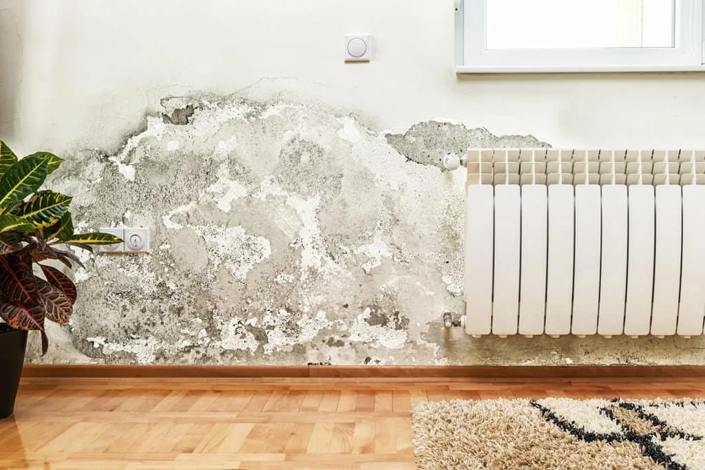 Tratamiento de humedad en pared Marbella